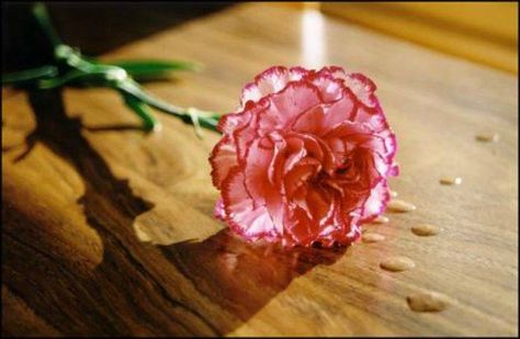 CARNATIONS PINK AND RED COASTERS U PICK SET SIZE