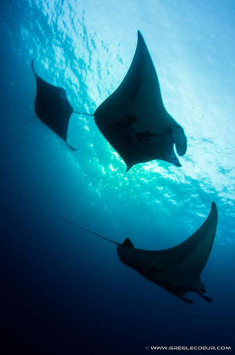 Kona Diving Company >> Pinterest Kona Diving Company >> Pinterest