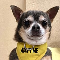 Pin By Ladybugsintheattic On Fur Kids Looking For A Forever Home
