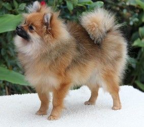 German Spitz Klein German Spitz German Spitz Klein Cute Dogs German Spitz Klein German Spitz German Spitz Klein Cute Dogs