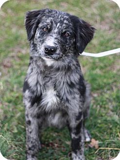 australian shepherd zucht deutschland danbury ct border collie australian shepherd mix meet bowie a australian shepherd zucht deutschland danbury ct border collie australian shepherd mix meet bowie a