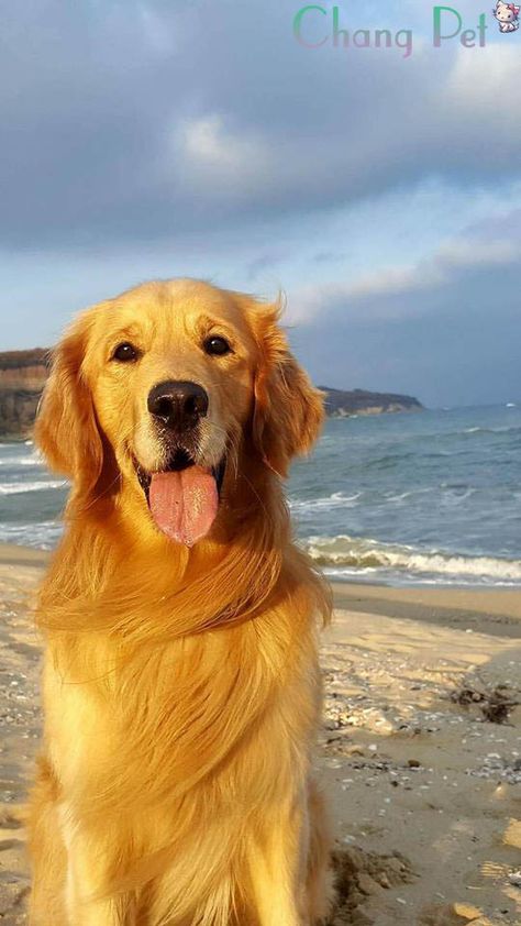 Golden Ritriever 20 Schattigste Honden Schattigste Dieren En