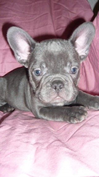 French Bulldog Puppies For Sale Bulldog Puppies For Sale