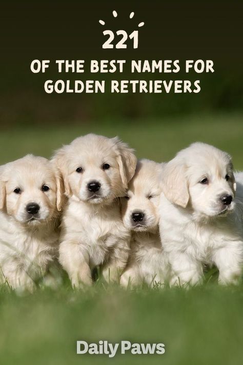 Names For Dogs Boys Cute Dog Names Boy Puppy Girl Names Funny Dog names-for-dogs-boys-cute-dog-names-boy-puppy-girl-names-funny-dog