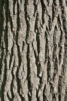 white oak bark