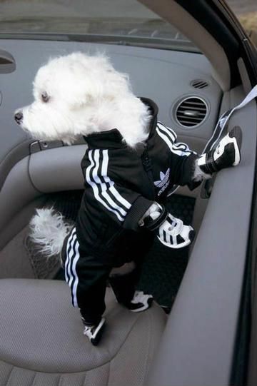 Senado Psiquiatría voluntario 5 ideas originales en ropa para perros machos - Tejidos a crochet paso a paso | Ropa para perros machos, Pijamas para perros, Trajes para perros Senado Psiquiatría voluntario 5 ideas originales en ropa para perros machos - Tejidos a crochet paso a paso | Ropa para perros machos, Pijamas para perros, Trajes para perros