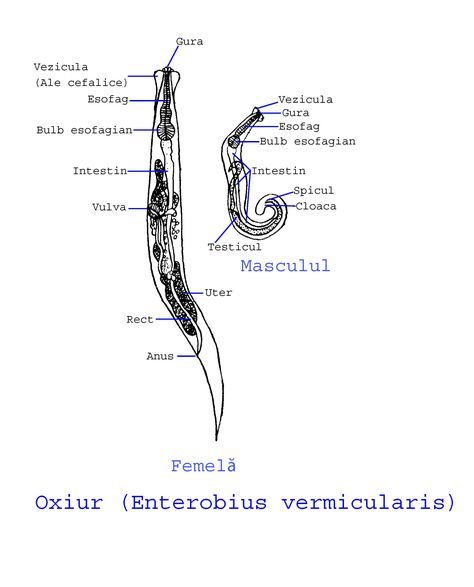 ockovani hpv ano ne az emberi gömbök kezelése