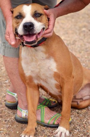 Adopt Cherry On Pitbulls Pitbull Terrier Dogs