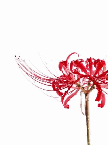 彼岸花 彼岸花 イラスト 東京喰種 彼岸花 彼岸花 彼岸花 イラスト 東京喰種 彼岸花