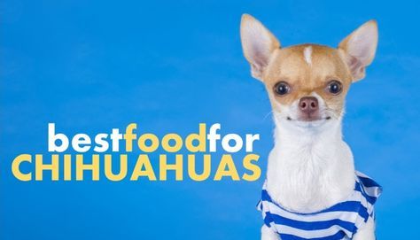 Chihuahuas Are Awesome Little Dogs They Re Little Fiery Balls Of