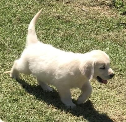 Golden Retriever Puppy For Sale In Sacramento Ca Adn 31544 On