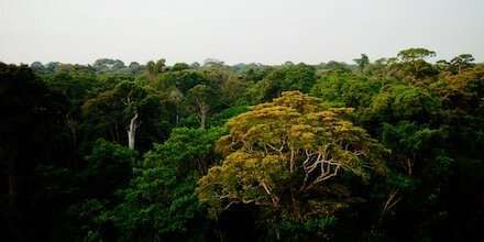 Satellite Study Of Amazon Rainforest Land Cover Gives Insight Into