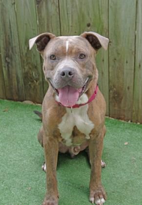 Adopt D O G On Pet Adoption Pitbull Terrier Animals