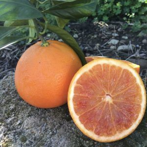 Vendita On Line Di Agrumi Di Sicilia Certificati Igp Olio E
