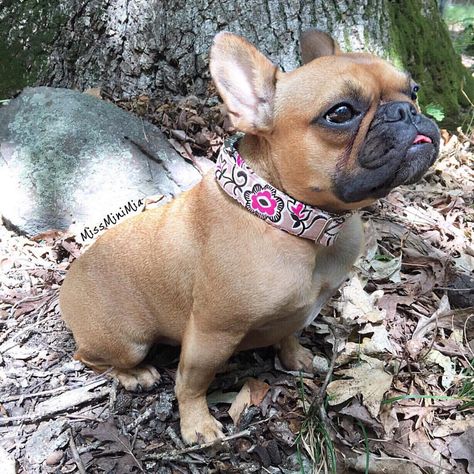 Miss Mini Mia The French Bulldog Cute Puppies Cute Dogs Bulldog