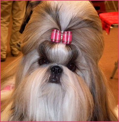 Mr Foo S Shih Tzu Of Indiana Kentucky Missouri Illinios Ohio
