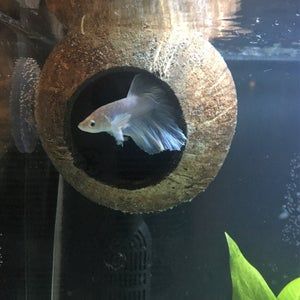 Aquarium Coconut Cave Pleco Cave Cichlid Cave Betta Fish Cave Shrimp Cave Aquarium Decoration Aquarium Accessory Betta Fish Tank Aquarium Accessories Cool Fish Tanks