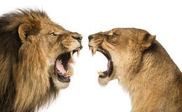 photo of lioness roaring pic of lioness roaring