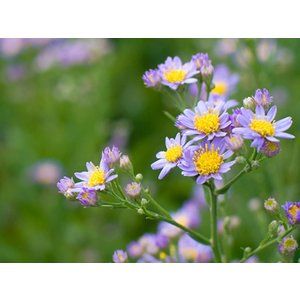 花の写真 イラスト おしゃれまとめの人気アイデア Pinterest Aya シオン 花 花の写真 シオン 花の写真 イラスト おしゃれまとめの人気アイデア Pinterest Aya シオン 花 花の写真 シオン