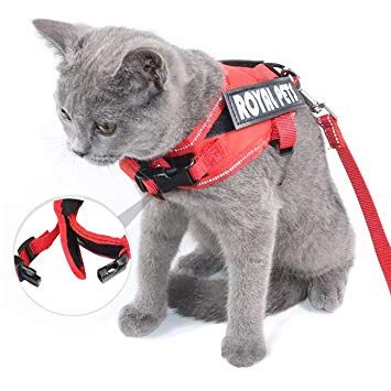 Sehoo猫リード ハーネス 可愛い 抜けにくい 小型犬 胴輪 猫用胸当て 散歩用 安全 子猫 反射テープ M Hund Und Katze Sehoo猫リード ハーネス 可愛い 抜けにくい 小型犬 胴輪 猫用胸当て 散歩用 安全 子猫 反射テープ M Hund Und Katze