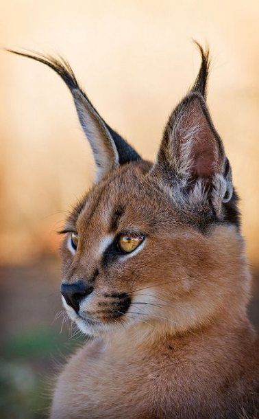 Super Photography Animal Dogs Beautiful Ideas Animals Beautiful Animals Wild Cute Animals