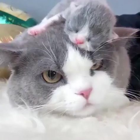 猫の親子 のアイデア 900 件 猫 子猫 ねこ 猫の親子 のアイデア 900 件 猫 子猫 ねこ
