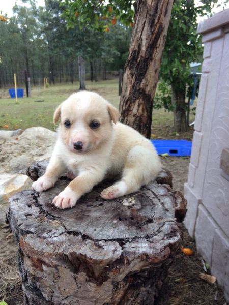 Blonde Kelpie Border Collie Short Hair Pups Dogs And Puppies