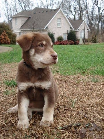 Chocolate Husky Mix Labrador Retriever Dogs Lab Mix Puppies