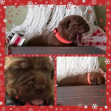Neapolitan Mastiff Puppy For Sale In Lakeland Fl Adn 57298 On
