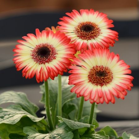Gerbera Daisy Flower Plant In 2020 Planting Flowers Plants Gerbera Daisy