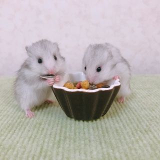 6月15日生まれ ロングヘアーハムスター ハムスター 里親 動物 6月15日生まれ ロングヘアーハムスター ハムスター 里親 動物
