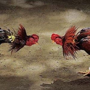 Cara Memilih Ayam Bangkok Petarung dari Bentuk Fisiknya | Jual Ayam Bangkok Super | Ayam Bangkok Aduan | Ayam Petarung Sabung | Bangkok, Ayam