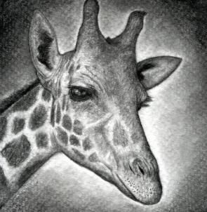 how to draw a giraffe head step 12 build up the shading of the neck some more concentrating mainly on the spots and mane art pinterest giraffe