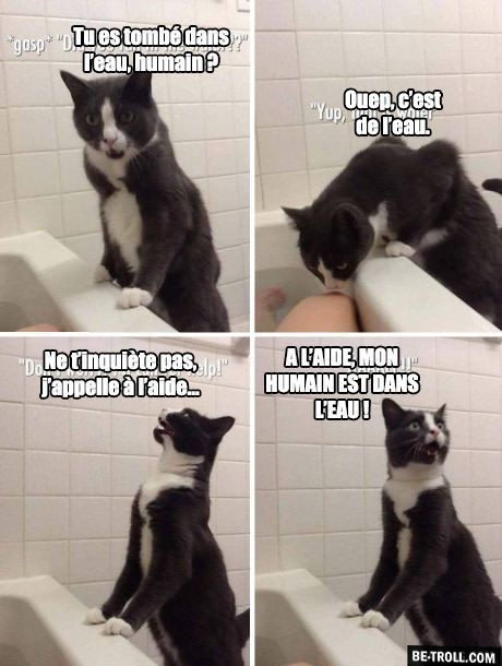 Images Droles Francais Les Chats Et L Eau Funny Cat Pictures Funny Animal Pictures Funny Animals Images Droles Francais Les Chats Et L Eau Funny Cat Pictures Funny Animal Pictures Funny Animals
