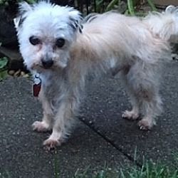 Available Pets At Ohio Fuzzy Pawz Shih Tzu Rescue In Pataskala