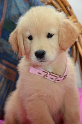 20 Pictures Of Golden Retriever Puppies That Will Brighten Your
