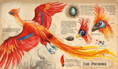 jim kay order of the phoenix 2022 jim kay order of the phoenix 2022