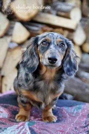 Long Haired Dapple Dachshund So Pretty By Noemi Dapple