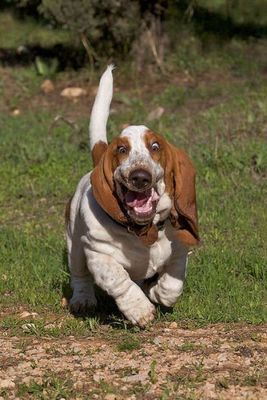 バセットハウンド03 Funny Dog Pictures Basset Hound Excited Dog バセットハウンド03 Funny Dog Pictures Basset Hound Excited Dog