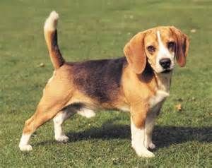 Shiloh The Dog Bing Images Dog Breeds Low Maintenance Dog