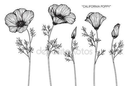 Flores Amapola California Dibujo Bosquejo Con Arte Lineal Sobre