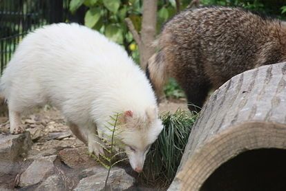 このカッコ良さは異常 純白 アルビノ Vs漆黒 メラニズム 白と黒のアニマル画像 Naver まとめ Animals Albino Raccoon このカッコ良さは異常 純白 アルビノ Vs漆黒 メラニズム 白と黒のアニマル画像 Naver まとめ Animals Albino Raccoon