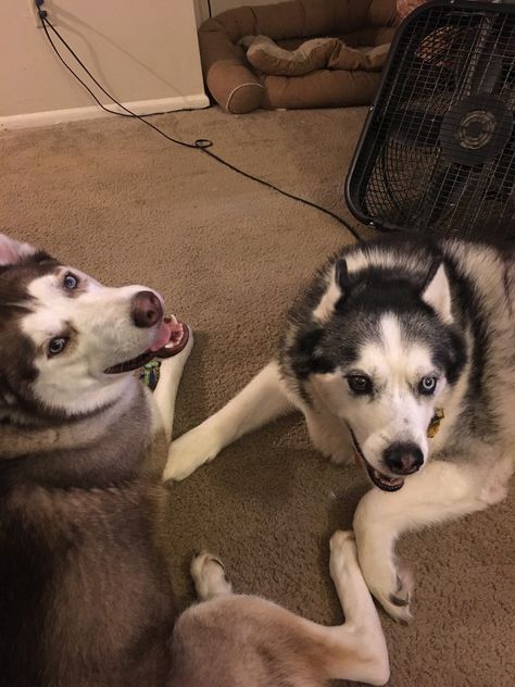 Shaving Siberian Huskies Husky Siberian Husky Dog Shedding