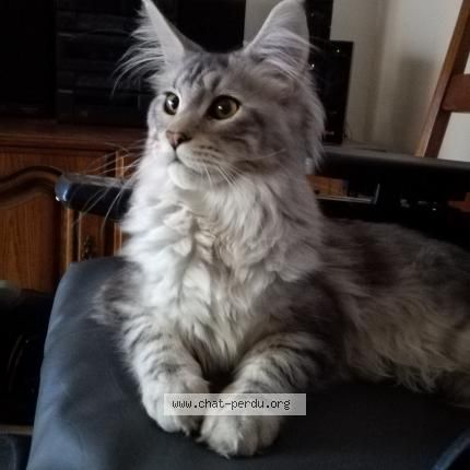 Chat Gris Et Blanc Poil Long Get Images One Chat Gris Et Blanc Poil Long Get Images One
