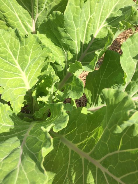 Nc Yellow Collards Winter 2018 Spring 2018 Seeds From Wylde