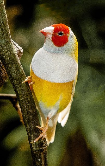 160 Ideas De Pajaros Pajaros Pajaritos Aves