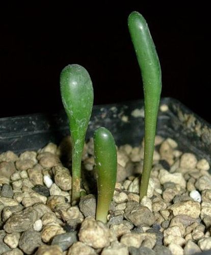 TÌNH YÊU CÂY CỎ ĐV 5 - Page 58 5ac90677caf1a69feee46a73c1a72f0e--photos-succulents