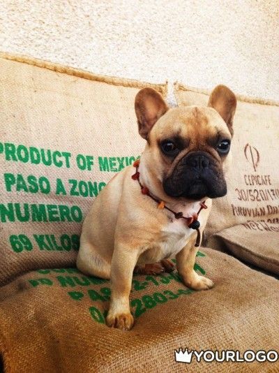 I M Not Part Of The Mexican Mafia French Bulldog Cute Animals