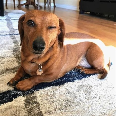 Dachshund Wink Wink Love Pet Dogs Weiner Dog Dog Allergies