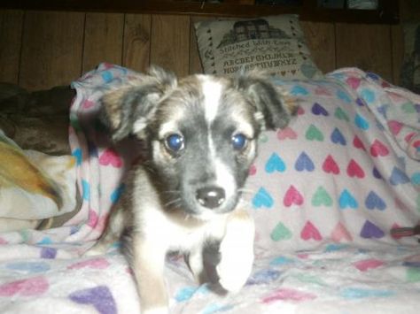 Adopt Juliet On Adoptable Dachshund Dog Long Haired Dachshund